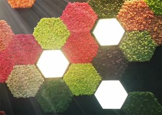 性質のコケ3dの壁の緑植物の装飾のべと病の証拠のための音響の壁パネル